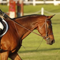 Camelot classic on the Grass